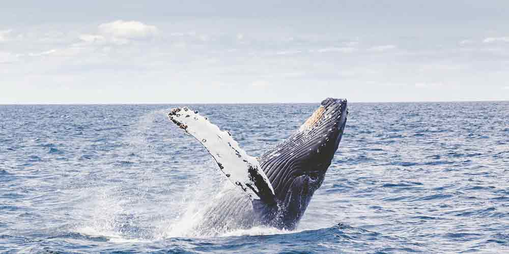 Wal im Meer springt aus dem Wasser